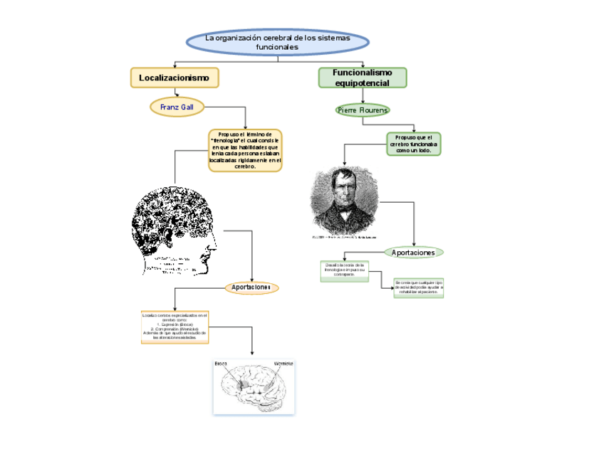 Miniatura del documento la-organizacion-cerebral-de-los-sistemas-funcionales.pdf