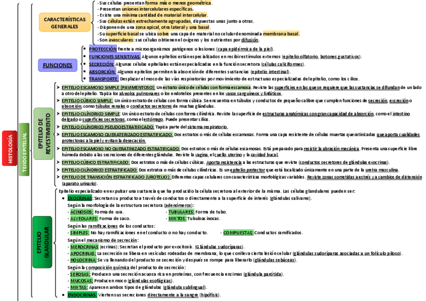 Miniatura del documento Esquema-histologia.pdf