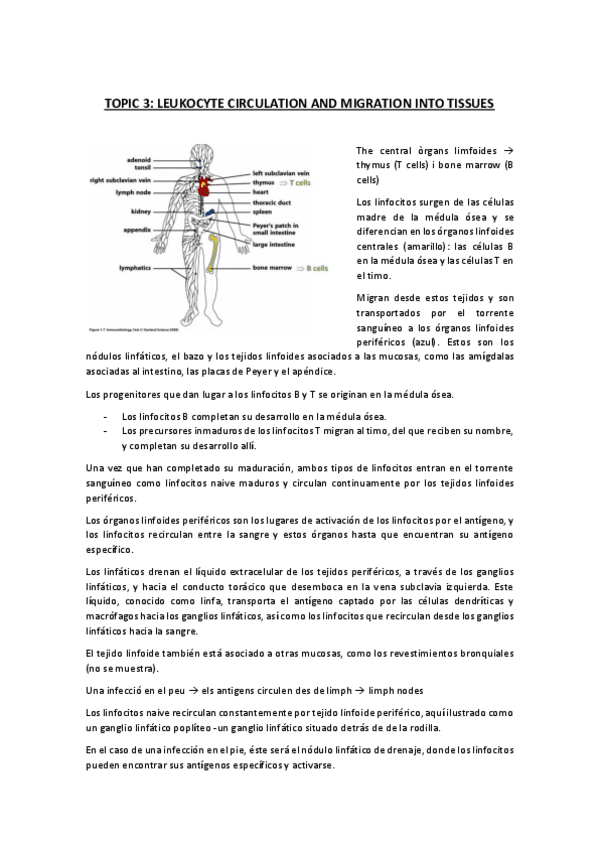 Miniatura del documento IMMUNOLOGY-tema-3.pdf