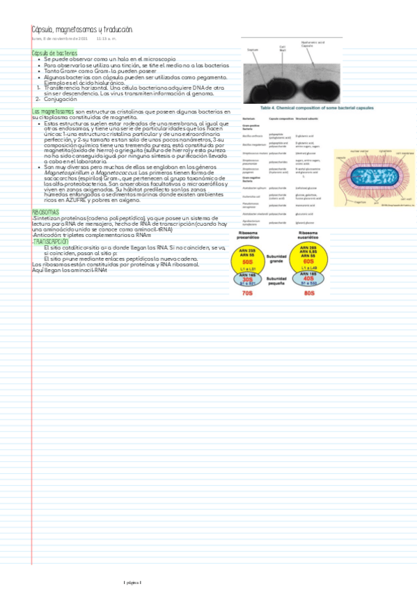 Miniatura del documento Capsula-magnetosomas-y-traduccion.pdf