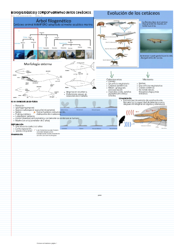 Miniatura del documento Biologia-basica-y-comportamiento-de-los-cetaceos-.pdf
