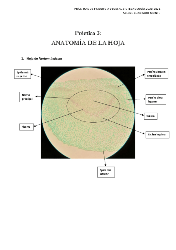 Miniatura del documento Informe-de-practicas.pdf