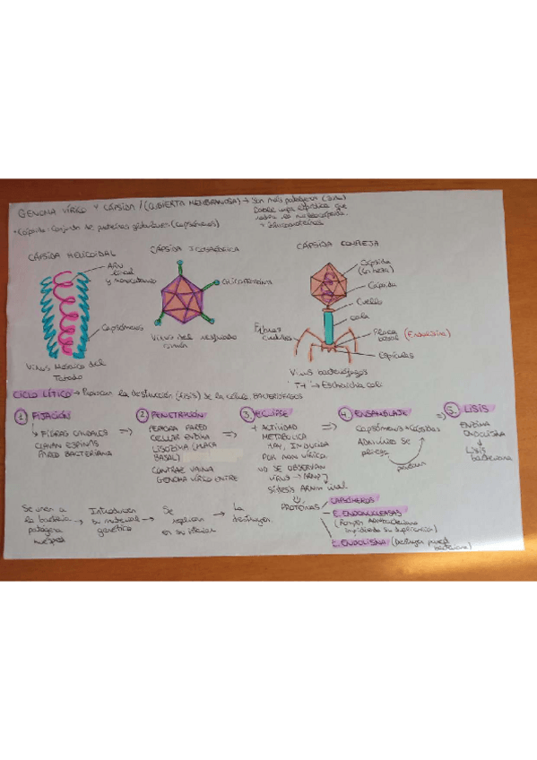 Miniatura del documento VIRUS.pdf