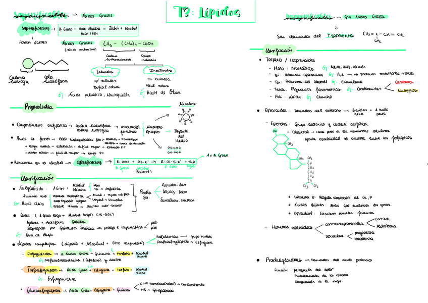 Miniatura del documento T3-Lipidos.pdf