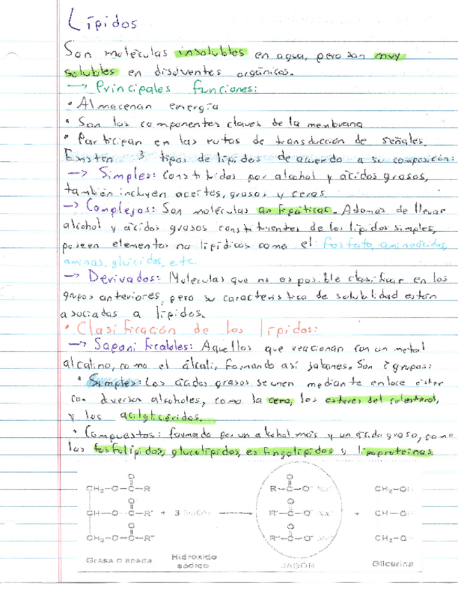 Miniatura del documento Resumen-Lipidos.pdf