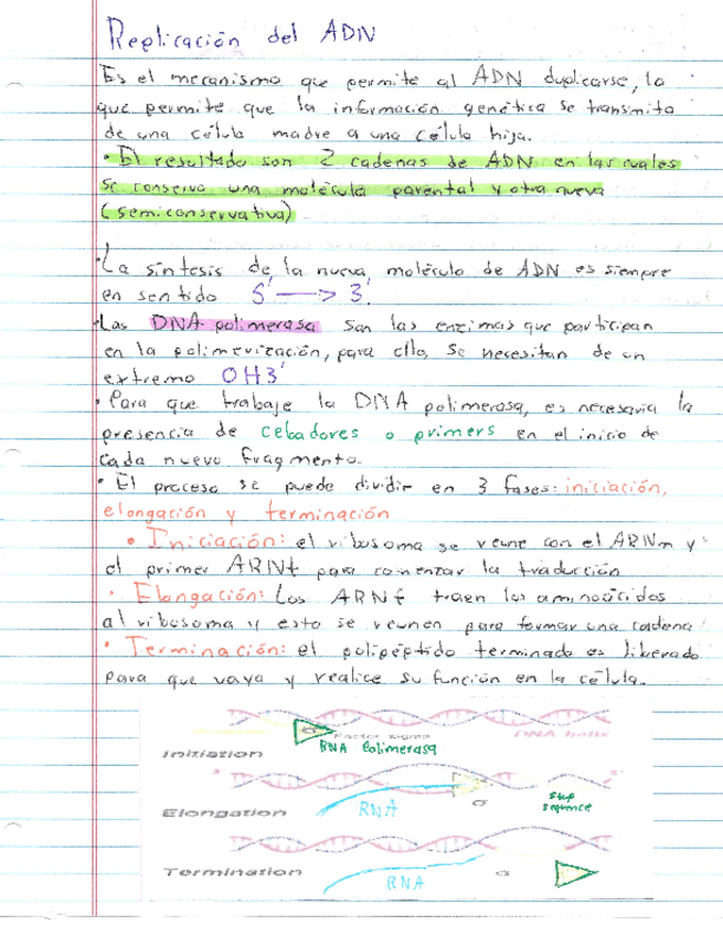 Miniatura del documento Resumen-Replicacion-de-ADN.pdf