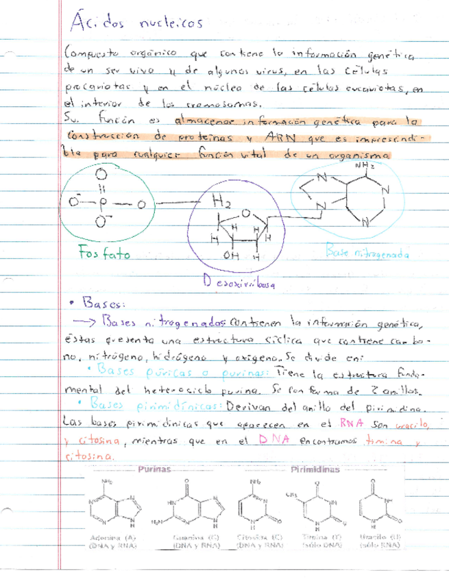 Miniatura del documento Resumen-Acido-Nucleico.pdf