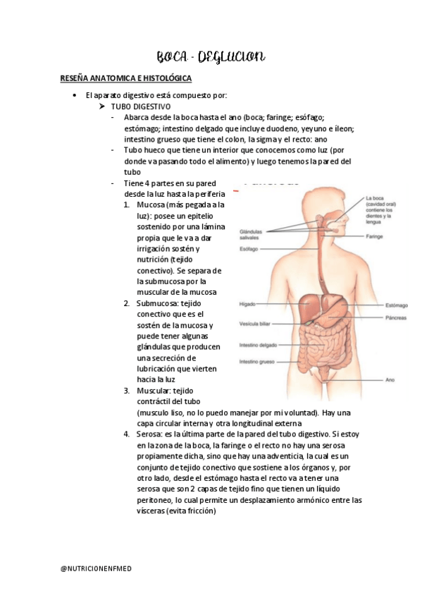 Miniatura del documento BOCA-DEGLUCION.pdf