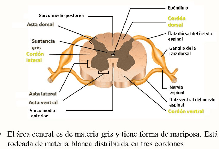 Miniatura del documento 10747e9c621dfe8db5ef695398a317b1.jpg