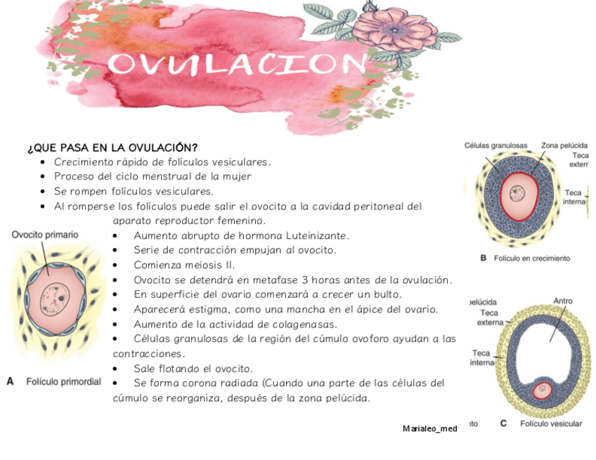 Miniatura del documento FICHAS-DE-EMBRIOLOGIA-Marialeomed.pdf