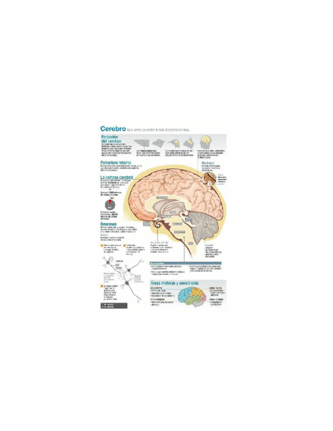 Miniatura del documento DESARROLLO-CEREBRO.pdf