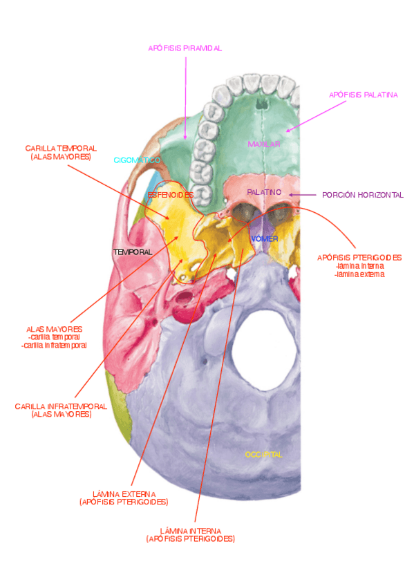 Miniatura del documento PRACTICA-NORMA-BASAL-CRANEO.pdf