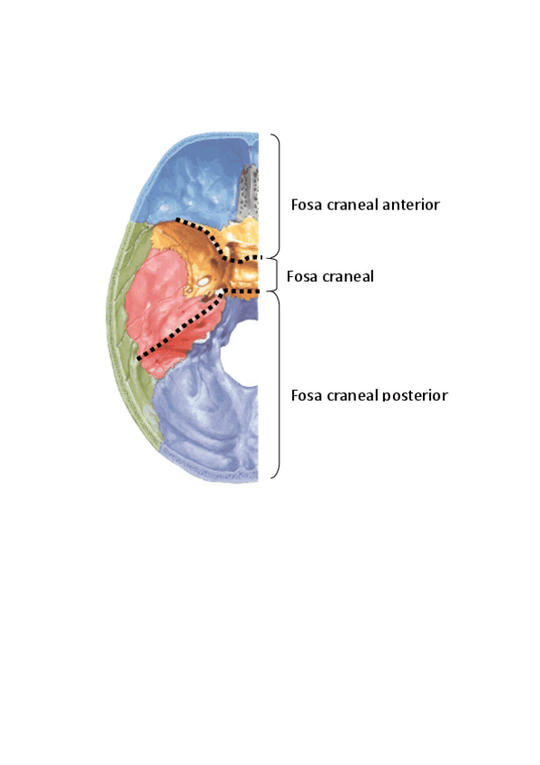 Miniatura del documento NORMA-ENDOCRANEAL.pdf