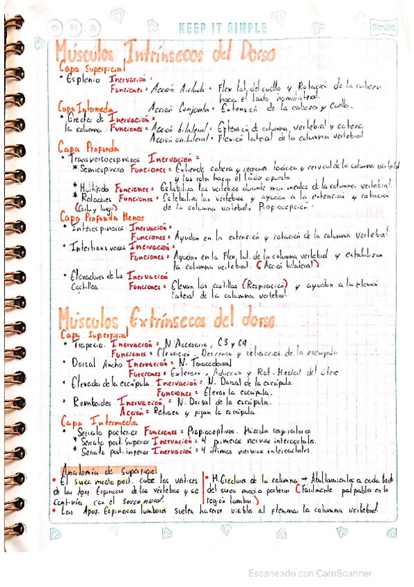 Miniatura del documento Musculos-dorsales-y-suboccipitales.pdf