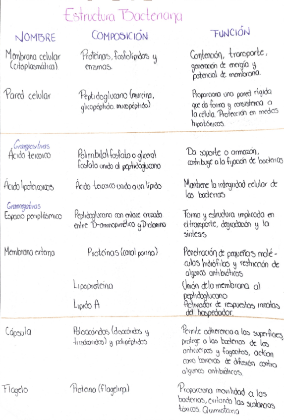 Miniatura del documento Anatomia-bacteriana.pdf