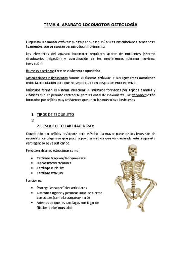 Miniatura del documento Tema-4-ANATOMIA-Aparato-locomotor-osteologia.pdf