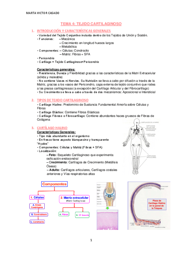 Miniatura del documento TEJIDO-CARTILAGINOSO.pdf