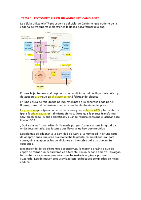 Miniatura del documento TEMA-1.docx