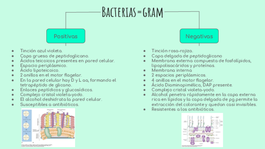 Miniatura del documento Cuadro-Sinoptico-de-Diferencias-entre-Bacterias-Gram-positivas-y-negativas.pdf