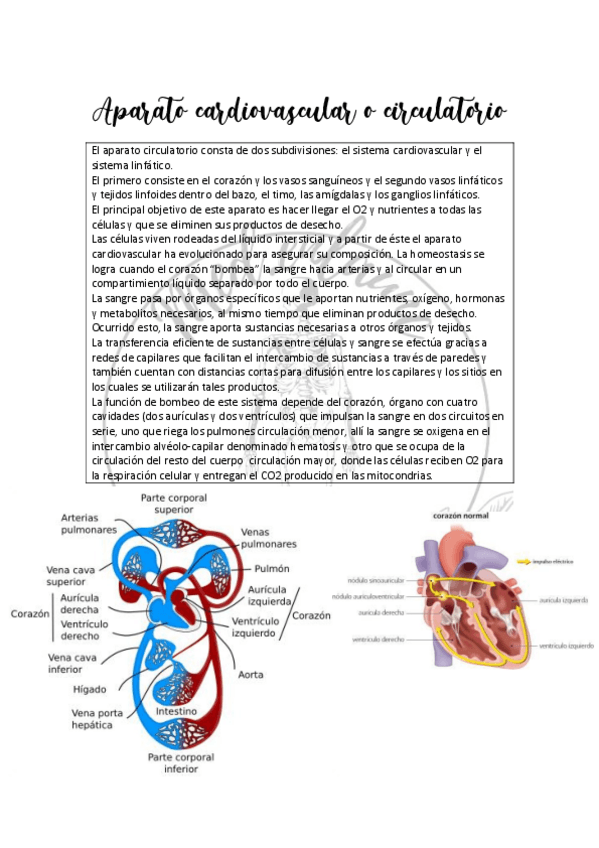Miniatura del documento Aparato-cardiovascular-o-circulatorio.pdf