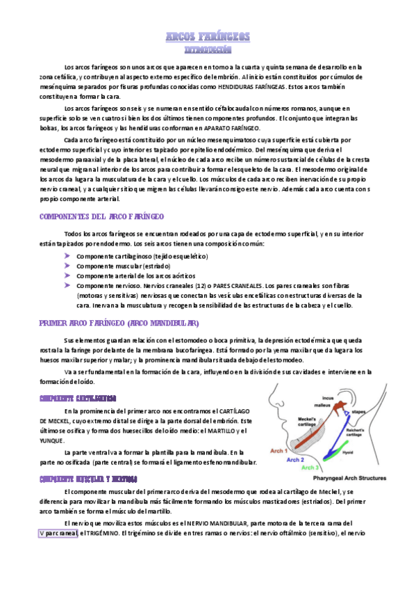 Miniatura del documento arcos-faringeos.pdf