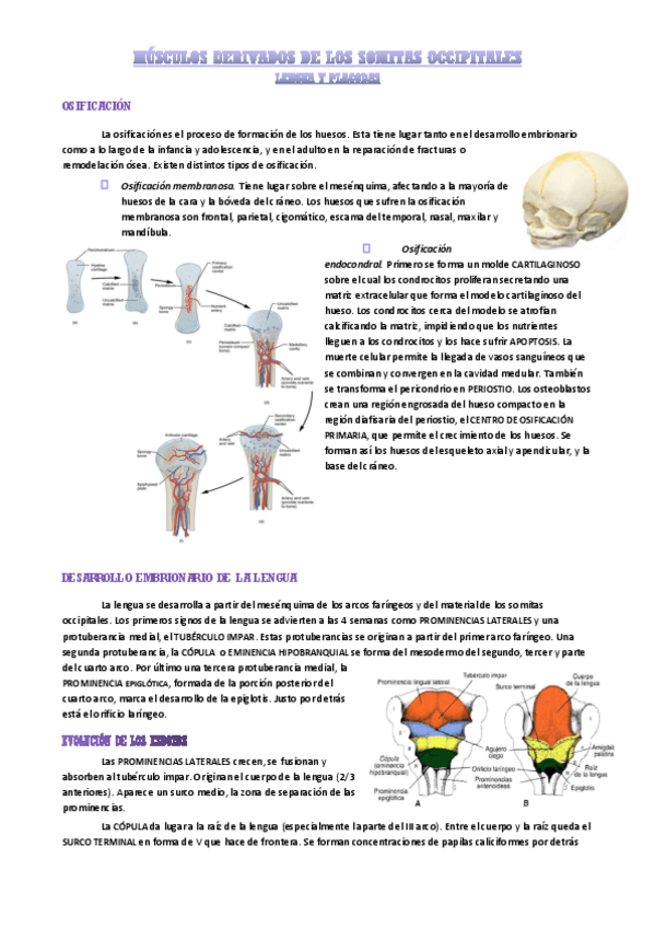 Miniatura del documento desarrollo-de-la-lengua.pdf