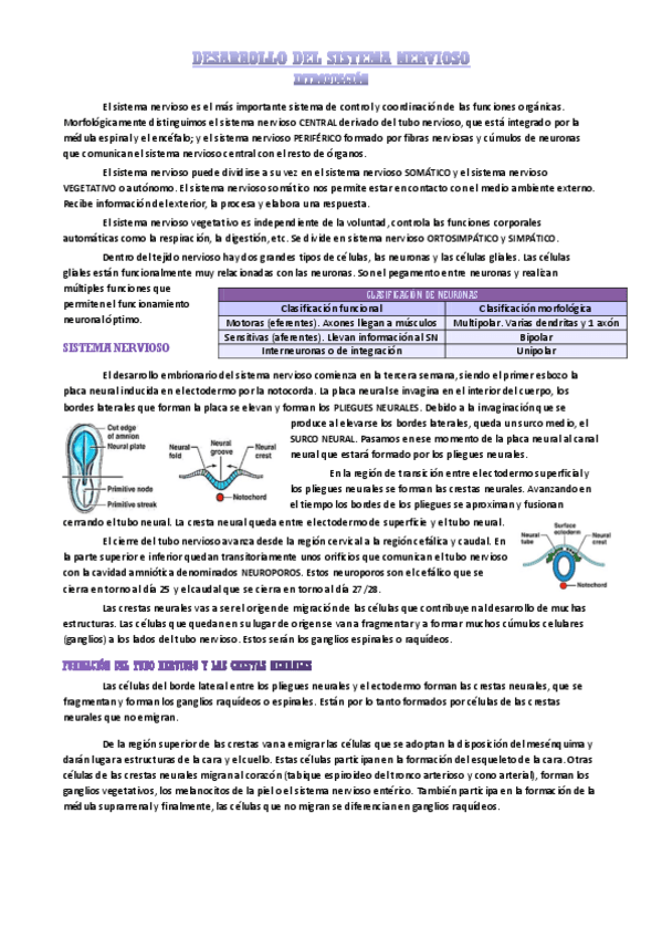 Miniatura del documento desarrollo-del-sistema-nervioso.pdf