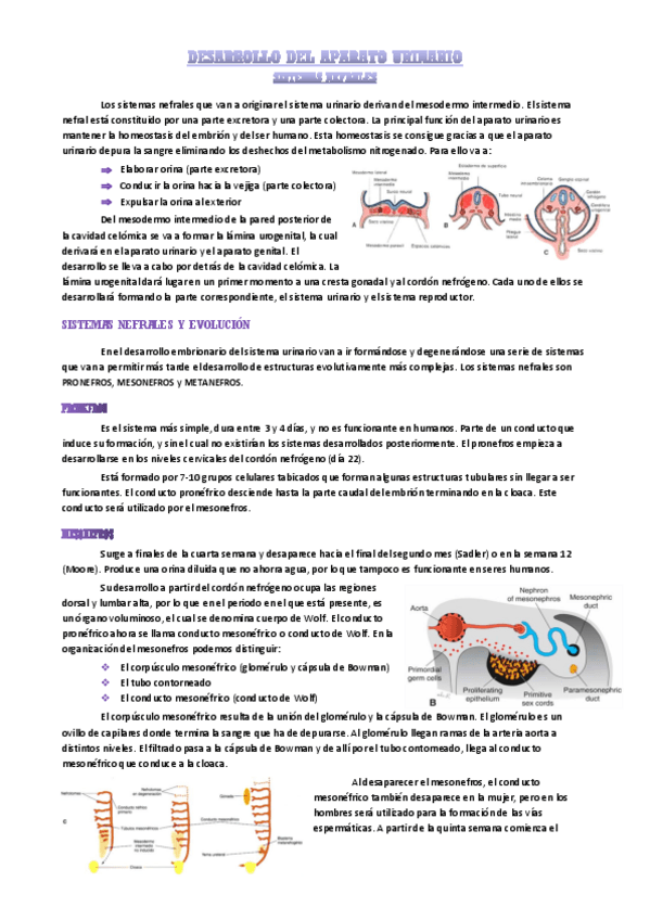 Miniatura del documento desarrollo-del-sistema-urinario.pdf
