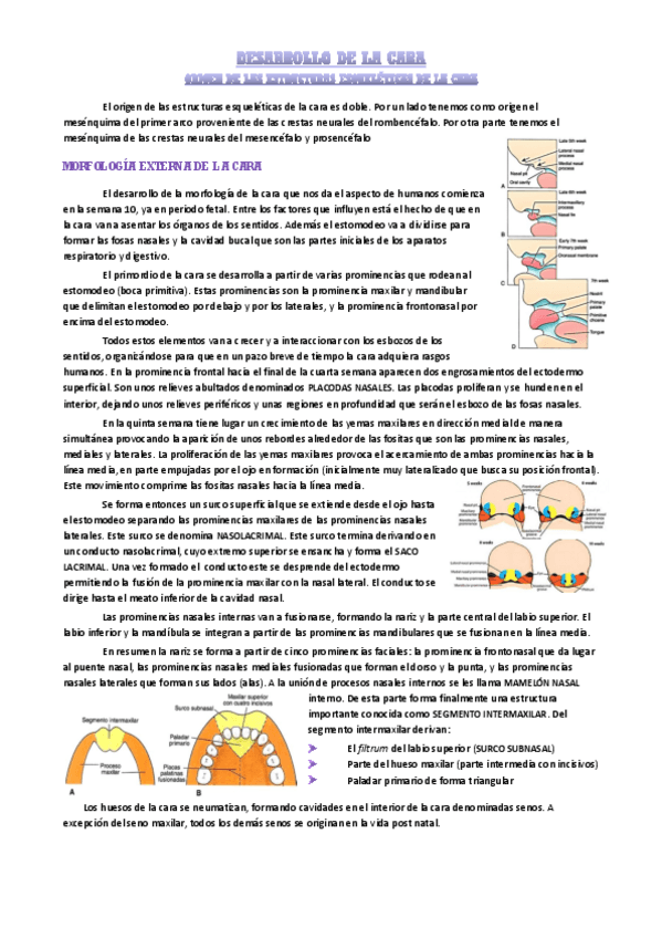 Miniatura del documento desarrollo-embrionario-de-la-cara.pdf
