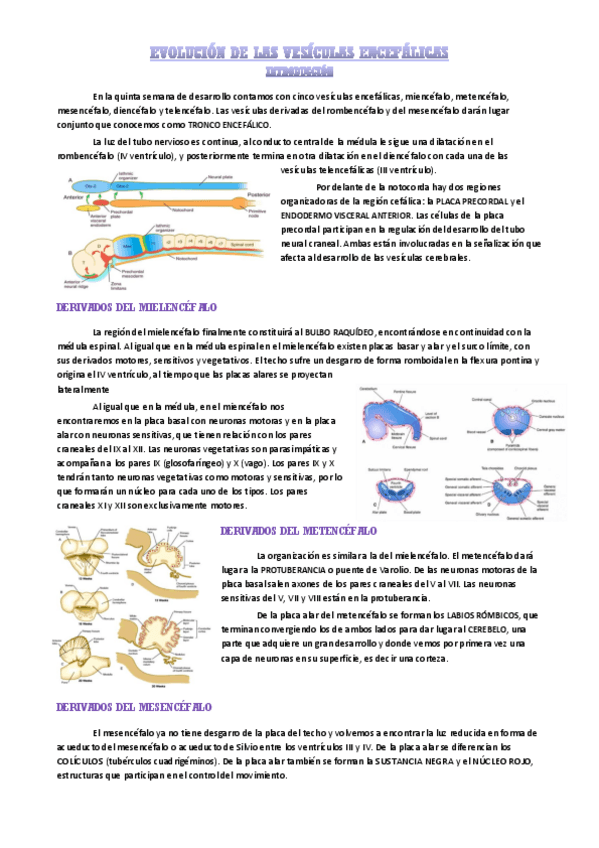 Miniatura del documento evolucion-de-las-vesiculas-encefalicas.pdf