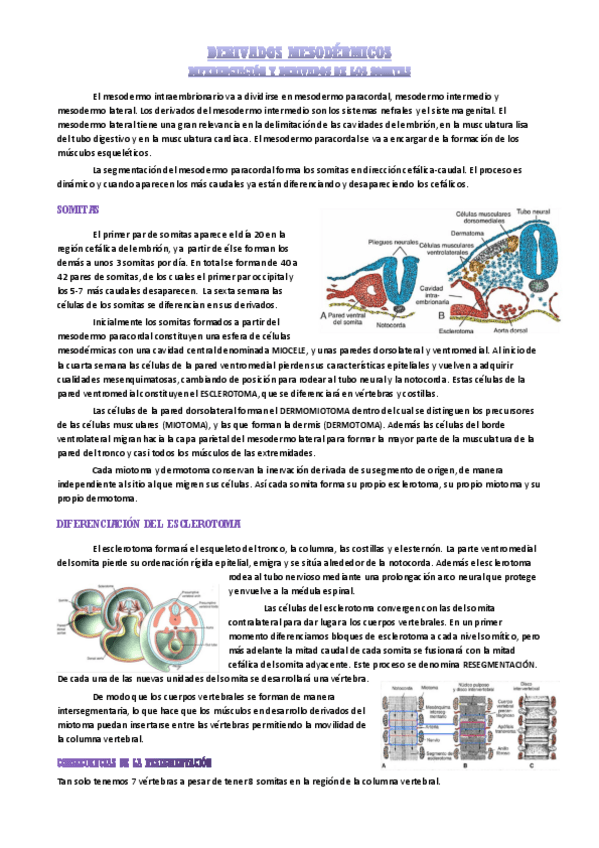 Miniatura del documento somitas.pdf