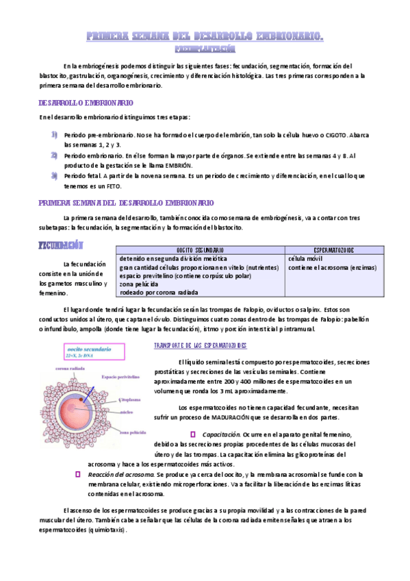 Miniatura del documento primera-semana-del-desarrollo-embrionario.pdf
