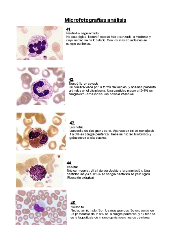 Miniatura del documento MICROFOTOGRAFIAS-COMPLETO-copia.pdf