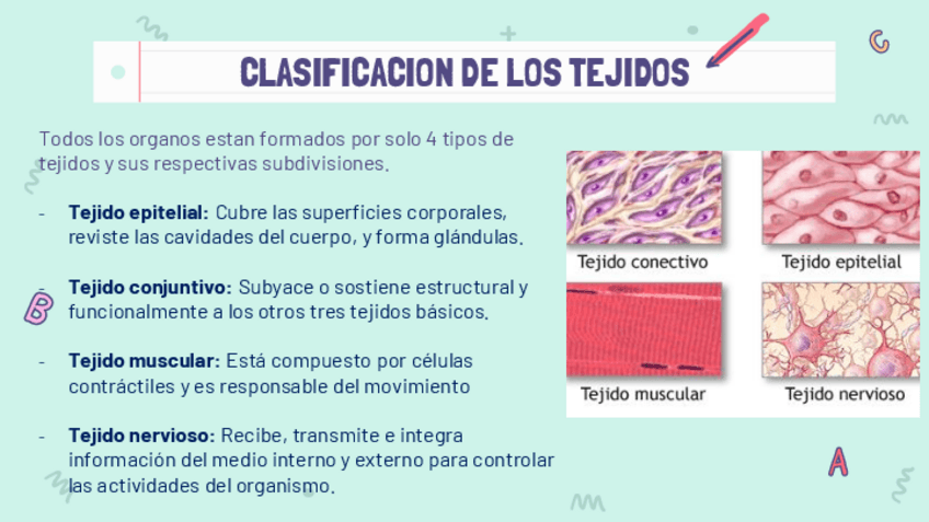Miniatura del documento Histologia-Clasificacion-de-tejidos-.pdf