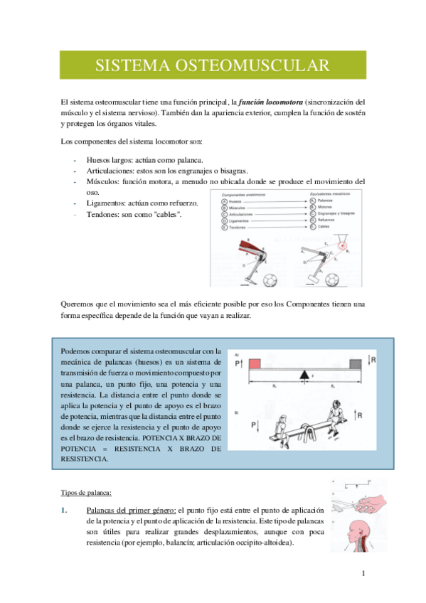 Miniatura del documento Sistema-osteomuscular-.pdf