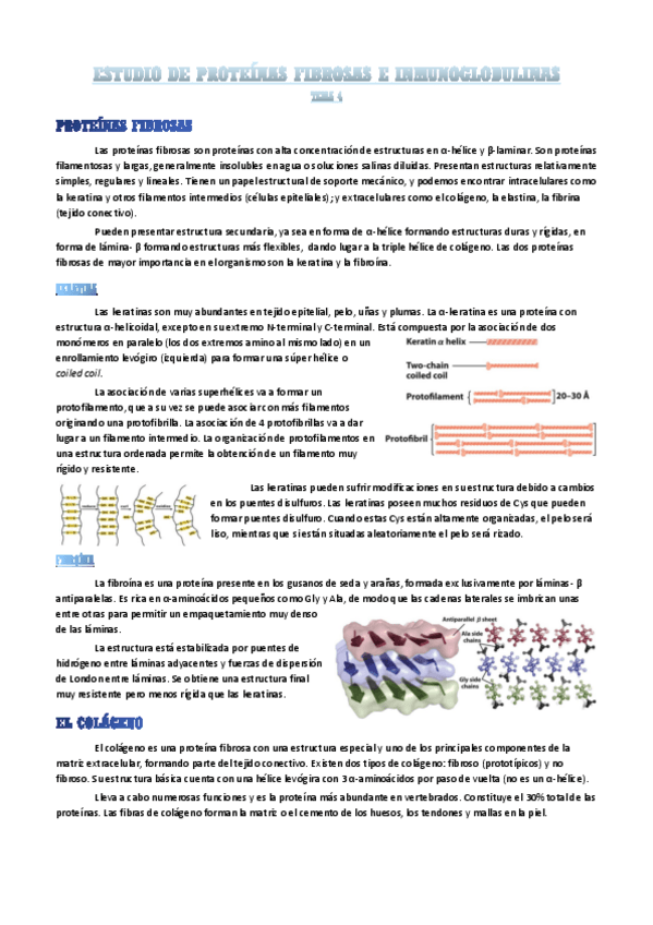 Miniatura del documento proteinas-fibrosas-e-inmunoglobulinas.pdf