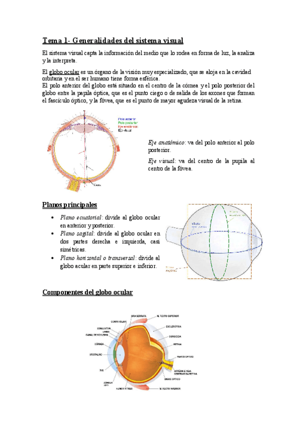 Miniatura del documento TEMA 1 (generalidades del sistema visual).pdf