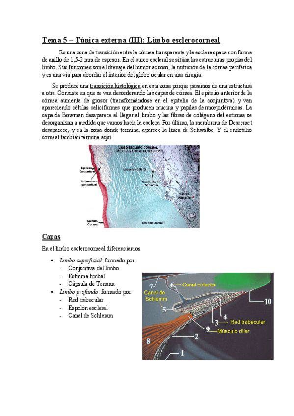 Miniatura del documento TEMA 5 (limbo esclerocorneal).pdf