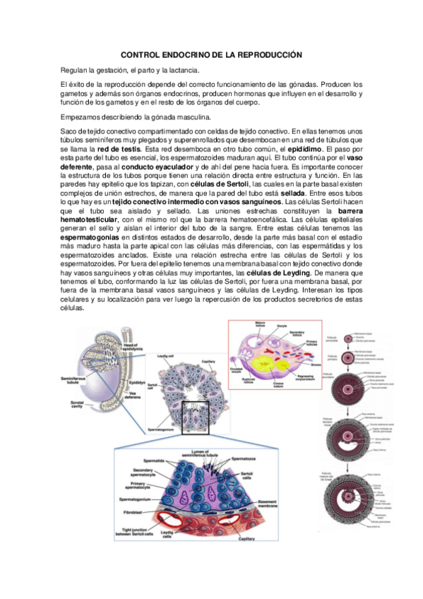Miniatura del documento Control-endocrino-de-la-reproduccion.pdf