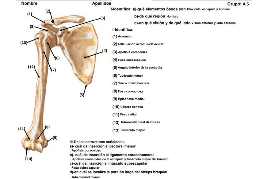 Miniatura del documento Grupo-A5-Ficha-Pract-II-AH.jpg