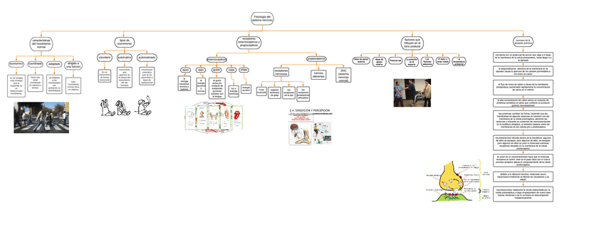 Miniatura del documento diagrama-fisiologia-del-sistema-nervioso.pdf