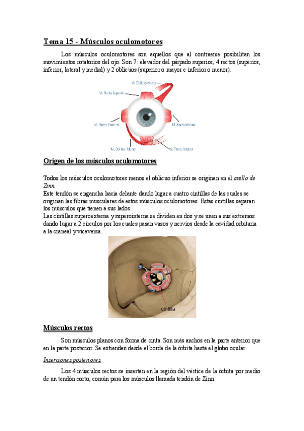 Miniatura del documento TEMA 15 (músculos oculomotores).pdf