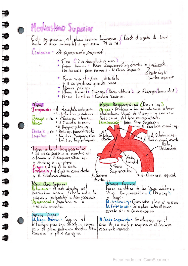 Miniatura del documento Mediastino-superior-y-anterior-anatomia.pdf