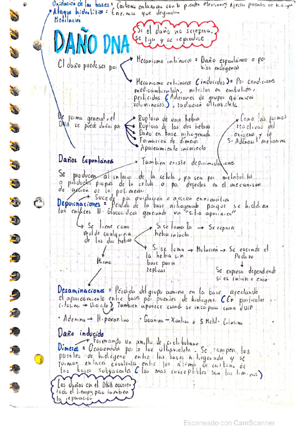 Miniatura del documento Dano-y-reparacion-DNA-biologia.pdf