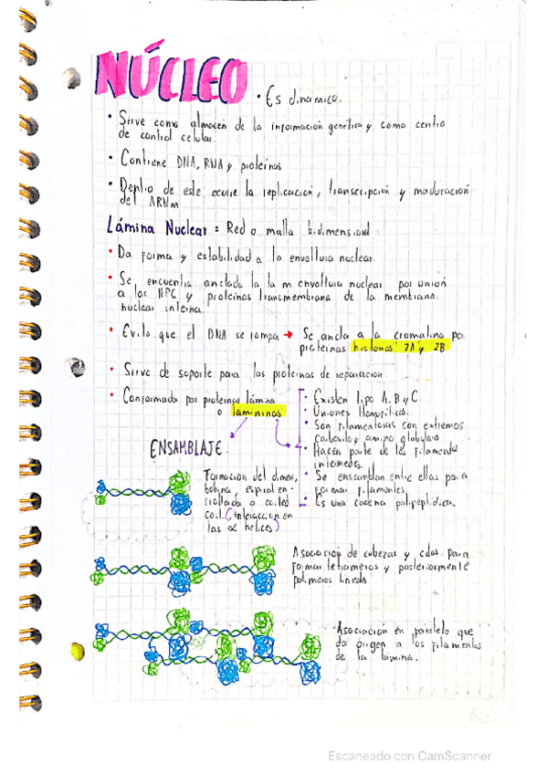 Miniatura del documento Nucleo-celular-biologia.pdf