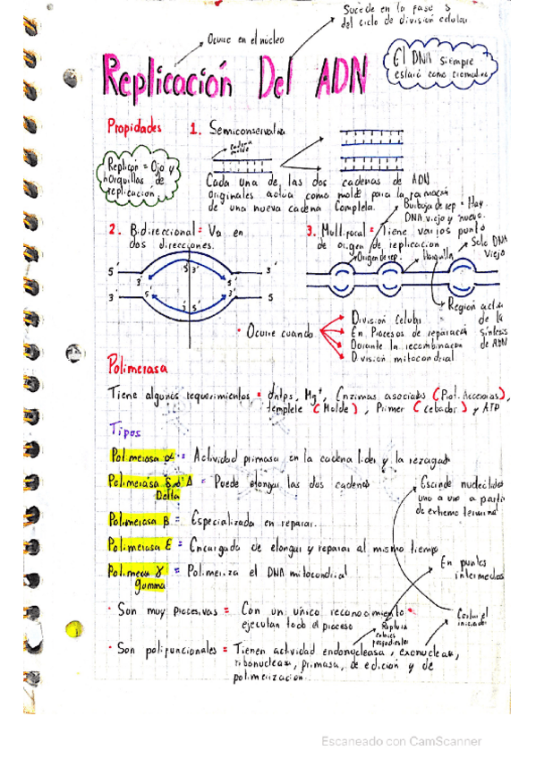 Miniatura del documento Replicacion-ADN-biologia.pdf