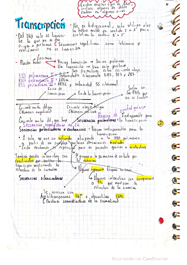 Miniatura del documento Transcripcion-DNA-biologia.pdf