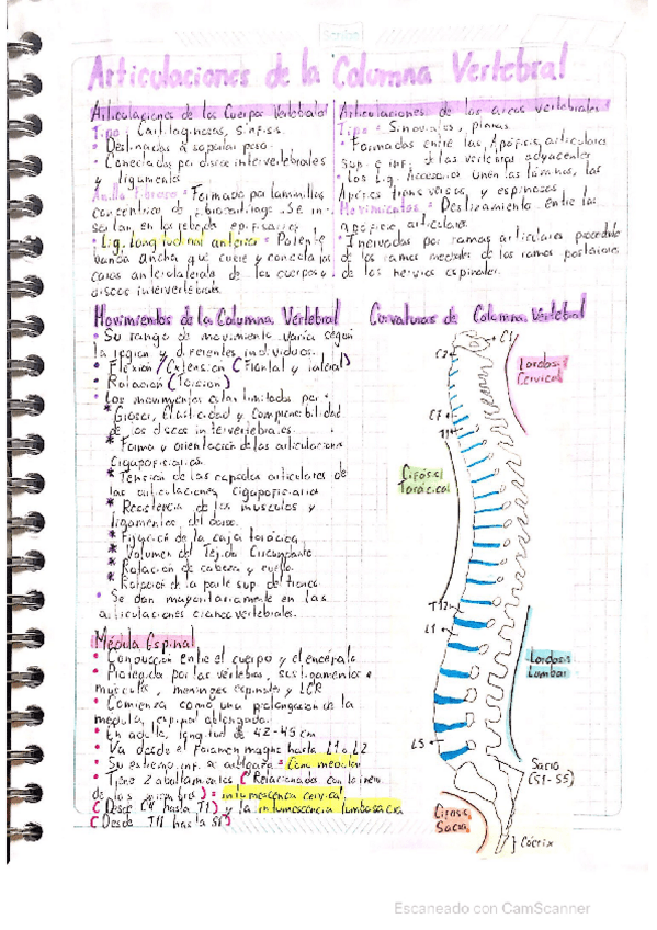 Miniatura del documento ANATOMIA-ARTICULACIONES-COLUMNA-VERTEBRAL.pdf