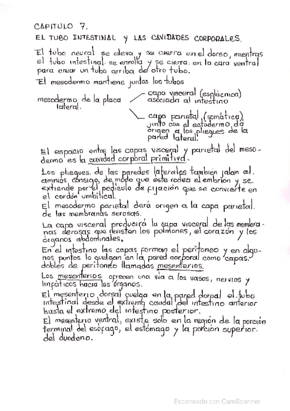 Miniatura del documento CAPITULO-7-EMBRIOLOGIA-DE-LANGMAN.pdf