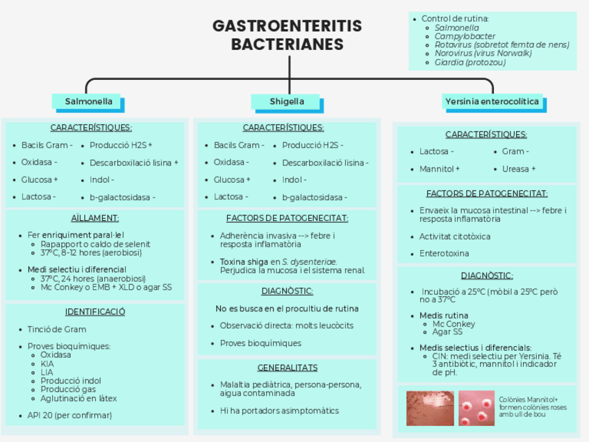 Miniatura del documento ESQUEMES-MICROBIOLOGIA-CLINICA.pdf